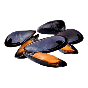WHOLESALE OF SEA FOOD